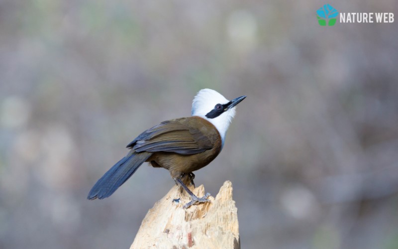 Perching Birds